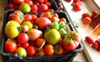 Как нужно хранить помидоры, чтобы они долго хранились и не портились