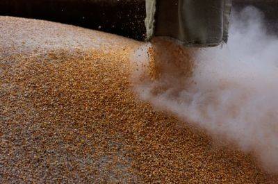 Египет заключил с рф частную сделку на закупку почти полмиллиона тонн пшеницы - Reuters
