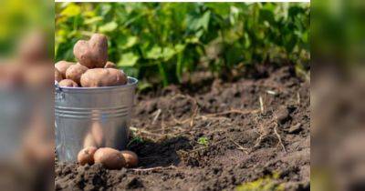 Выкопали картошку — подкормите землю: что огороднику обязательно нужно сделать после сбора урожая