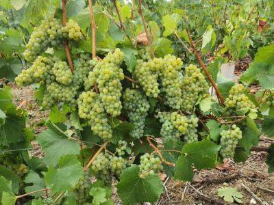Во Франции стартует сбор винограда: в Шампани прогнозируют урожайный год