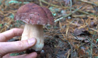 Пора браться за корзинк и идти на "охоту": каких грибов в сентябре больше всего в украинских лесах