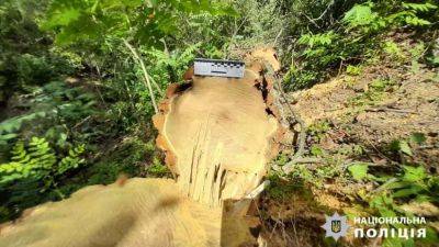 В Одесской области мужчина уничтожил защитные лесные насаждения | Новости Одессы