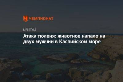 Атака тюленя: животное напало на двух мужчин в Каспийском море