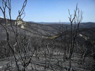 Правительство Греции взяло под контроль масштабный лесной пожар в Дадии
