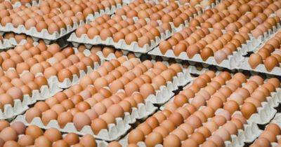 Польза, но не каждый день: сколько яиц можно съедать в неделю