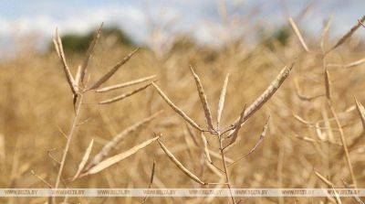 Облсельхозпрод: Минская область выполнила госзаказ по рапсу на 103%
