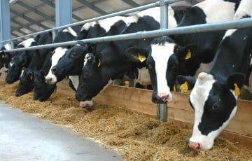 В Витебском районе руководители хозяйства покормили молодняк «зеленой массой» и лишились почти 240 бычков
