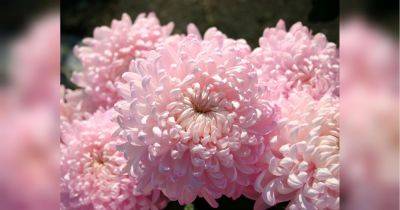 Удаляйте увядшие цветы: как продлить цветение хризантем