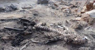 Такого никто не ожидал: турецкие археологи нашли мозг и кожу людей из бронзового века (фото)