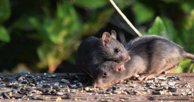 Возбудили по щелчку пальцев. Ученые смогли управлять желанием размножаться у мышей