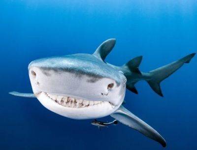 На российских путешественников напали акулы - видео - unn.com.ua - Россия - Украина - Киев - Шанхай