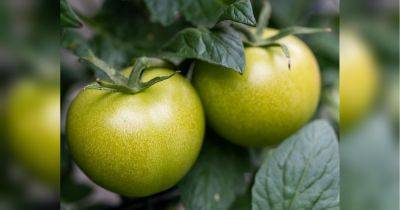 Сочные и пряные зеленые помидоры по-корейски: устоять просто невозможно!