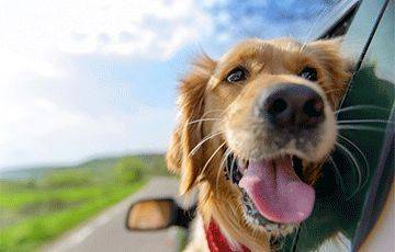 Питомцы оценят: названы лучшие автомобили для владельцев собак