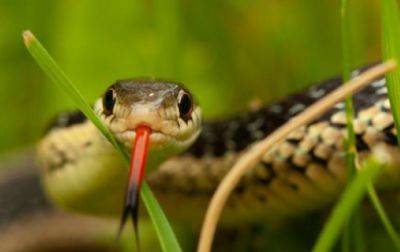 С начала года от укусов змей пострадали более 50 человек