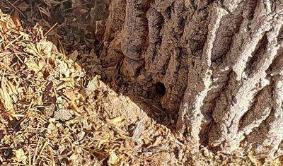 Ущерб от действий застройщика, который искусственно высушил 19 деревьев, превысил 1 млрд сумов - podrobno.uz - Узбекистан - Ташкент - район Алмазарский - Экология