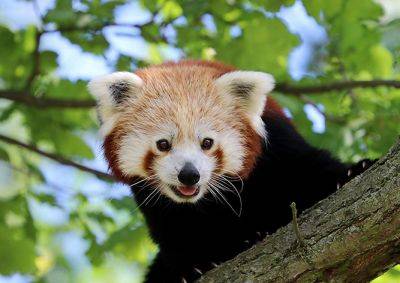 Из чешского зоопарка сбежала красная панда