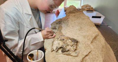 Место древней битвы. На ферме Алабамы нашли череп кита возрастом 34 млн лет (фото)