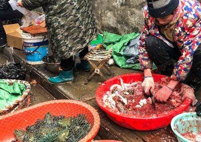 В Китае запретили продажу и употребление в пищу диких животных