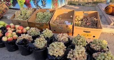 Дорогое удовольствие. В Таджикистане цены на виноград подскочили в 10 раз