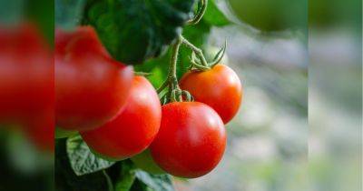 Поможем помидорам быстрее созреть в начале сентября: советы опытных фермеров