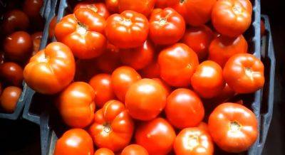 На рынке вас не обманут: как выбрать качественные и натуральные помидоры без пестицидов