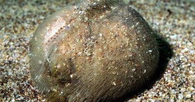 Ежик в глубоком океане. Впервые найдены останки глубоководных беспозвоночных возрастом 104 млн лет