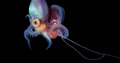 Пришельцы подводного мира. Ученые рассказали, как осьминогам удается редактировать свою ДНК - focus.ua - Украина