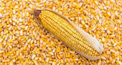 В Беларуси началась уборка кукурузы на зерно