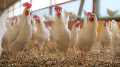 Птицеводы Франции пожаловались на конкуренцию с поставщиками курятины с Украины