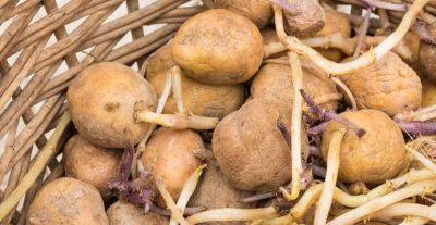 Как правильно хранить картофель, чтобы он не прорастал: есть методы, которые помогут вам продлить срок годности урожая