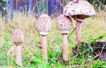 Климатологи рассказали, на какие грибы придется переключиться белорусам