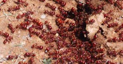 Армия из сотен миллионов муравьев захватила пляжи Франции (видео)