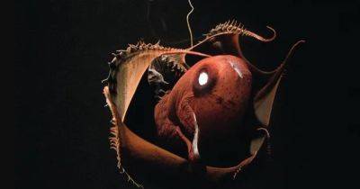 Ананас из ада. На дне океана живет удивительный светящийся кальмар-вампир (видео)