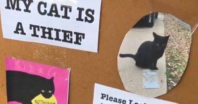 В Техасе обнаружили кошку, которая ворует вещи у своих соседей (видео)