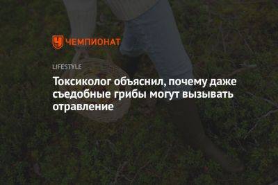 Алексей Водовозов - Токсиколог объяснил, почему даже съедобные грибы могут вызывать отравление - championat.com