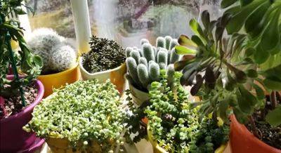 Обязательно купите эти вазоны: какие растения защитят дом от плесени и конденсата на окнах