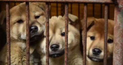 Собачек кушать запретили - cxid.info - Южная Корея