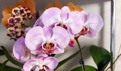 Должен быть у вас в холодильнике: какой продукт способен оздоровить орхидею