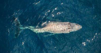 Без шанса на выживание. У берегов Мексики замечен еще один кит со сломанной спиной (фото)