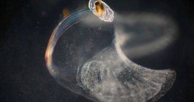 Биологическое чудо. Крошечное морское существо строит "дворцы соплей", чтобы добыть еду (видео) - focus.ua - Норвегия - Украина - штат Орегон