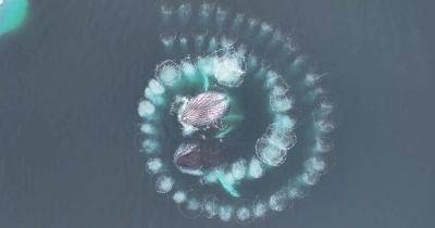 Невероятно слаженная работа. Горбатые киты в Антарктиде создали идеальную спираль Фибоначчи (видео)