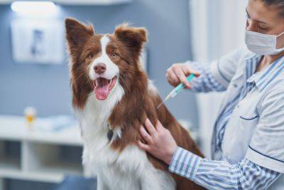 В Израиле отменяют ежегодную вакцинацию собак от бешенства