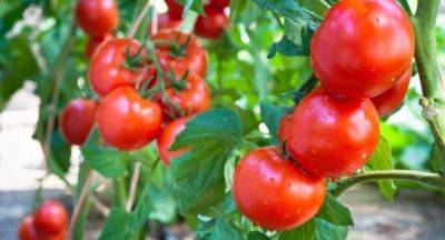 В этом году не выбрасывайте ботву от помидоров: как она может пригодиться на огороде - hyser.com.ua - Украина