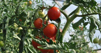Огород дома: как вырастить помидоры на своем подоконнике - focus.ua - Украина