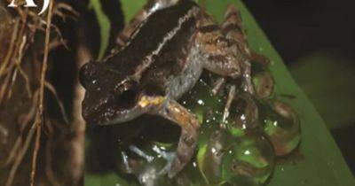 Самая крошечная клыкастая лягушка на Земле: самцы рвут соперников на части, но "обнимают" детей