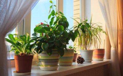 Обязательно поставьте их дома: комнатные растения, которые избавляют от стресса и чувства тревоги