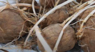 Будьте очень внимательны: можно ли есть проросшую картошку и чем она опасна
