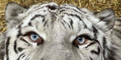 Для львиц, рыси и других. Центр спасения диких животных предлагает людям стать опекунами зверей - nv.ua - Украина