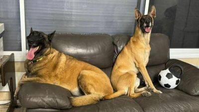 Две собаки погибшего 7-го октября израильтянина просят нового хозяина не разлучать их - vesty.co.il - Израиль - Бат-Яма