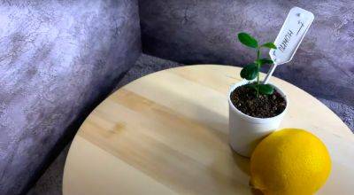 Свежие цитрусы всегда будут под рукой: как в домашних условиях вырастить лимон из косточки - ukrainianwall.com - Украина